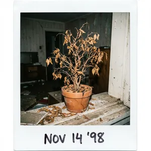 RIP Ficus, victim of laziness.