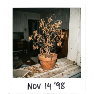 RIP Ficus, victim of laziness.